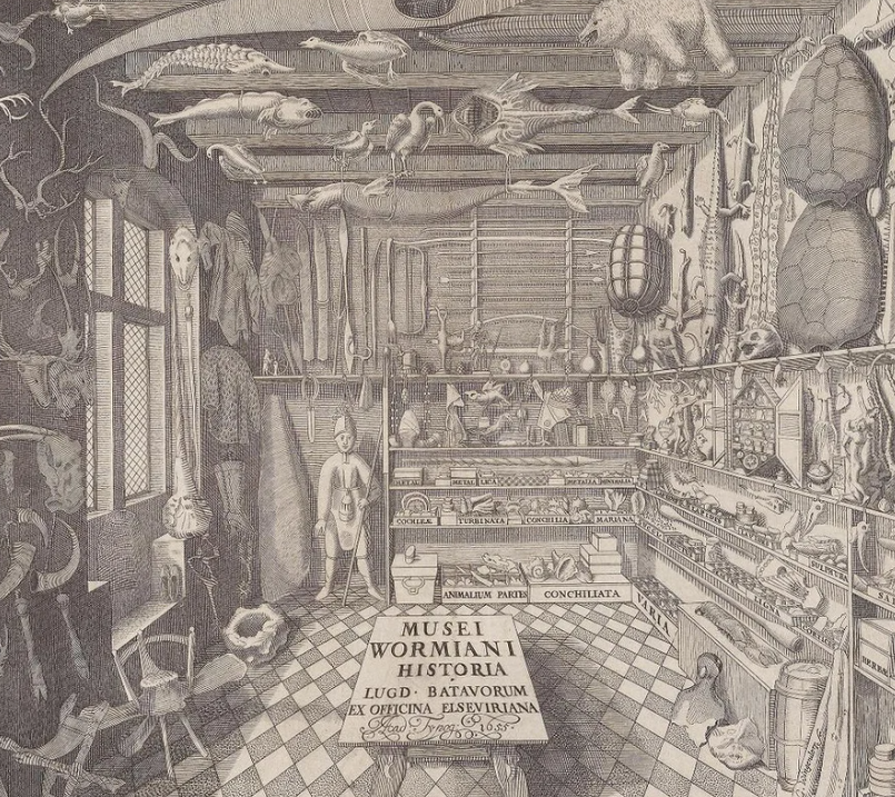 Wormianum cabinet of curiosities: Engraving of Ole Worm’s 17th-century cabinet of curiosities, or Wunderkammer, filled with preserved animals, shells, scientific instruments, artifacts, and natural specimens.