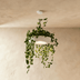 Aula Pendant Light - Residence Supply