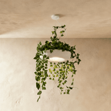 Aula Pendant Light - Residence Supply