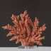 Coral-textured figurine in terracotta red displayed on clear acrylic base against neutral gray background.