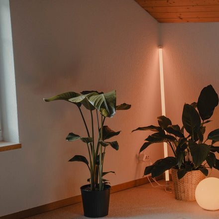 Cordless Lamps
